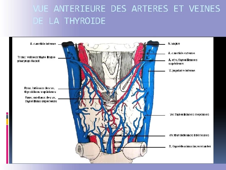 VUE ANTERIEURE DES ARTERES ET VEINES DE LA THYROIDE 