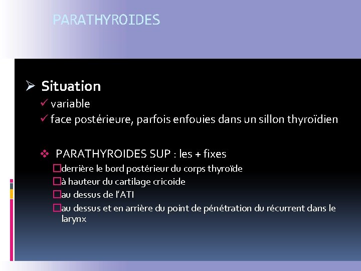 PARATHYROIDES Ø Situation ü variable ü face postérieure, parfois enfouies dans un sillon thyroïdien