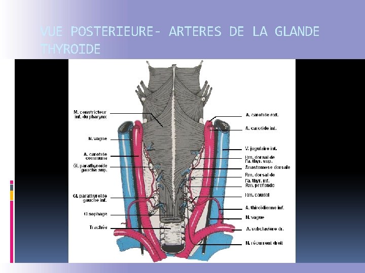 VUE POSTERIEURE- ARTERES DE LA GLANDE THYROIDE 