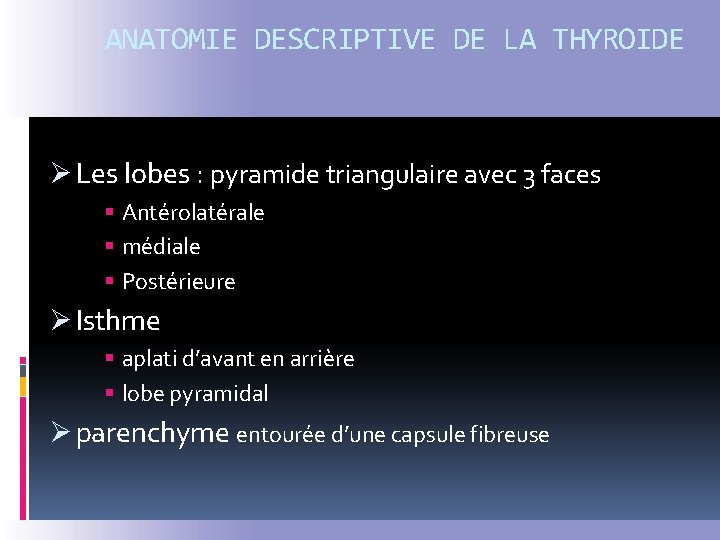 ANATOMIE DESCRIPTIVE DE LA THYROIDE Ø Les lobes : pyramide triangulaire avec 3 faces