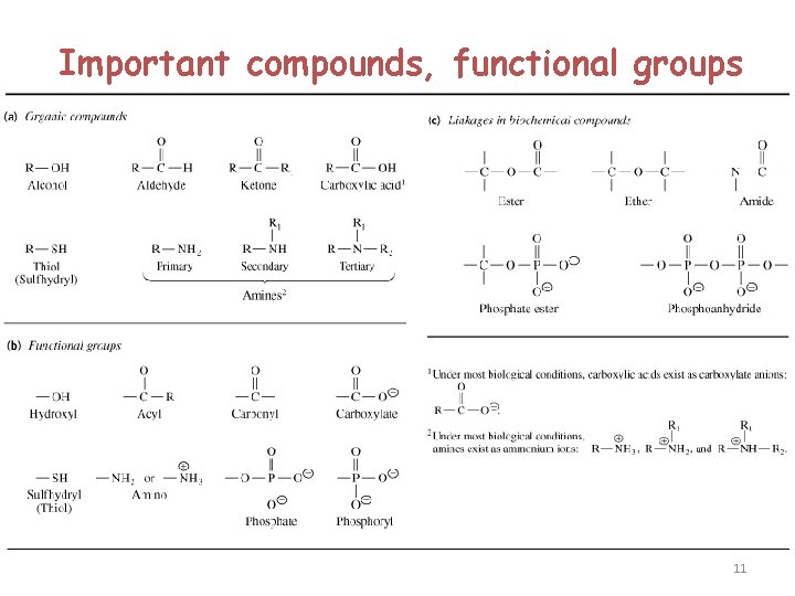 Important compounds, functional groups 11 Important compounds, functional groups 11