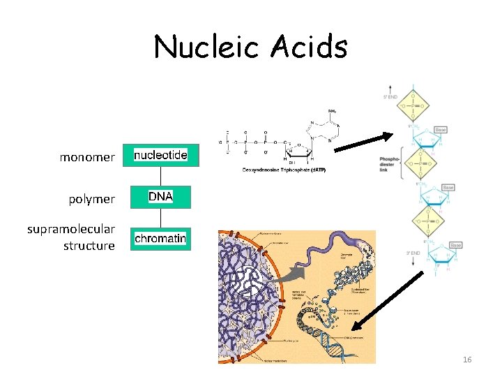 Nucleic Acids monomer polymer supramolecular structure 16 Nucleic Acids monomer polymer supramolecular structure 16