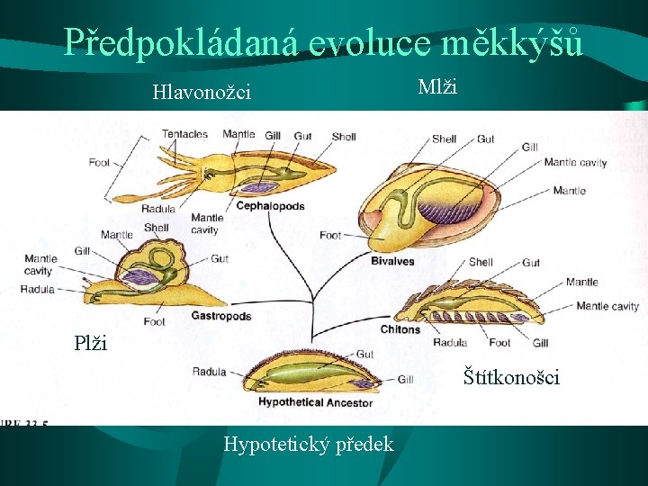 Předpokládaná evoluce měkkýšů Hlavonožci Mlži Plži Štítkonošci Hypotetický předek 