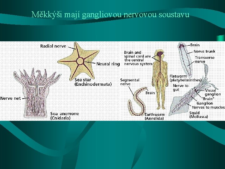 Měkkýši mají gangliovou nervovou soustavu 