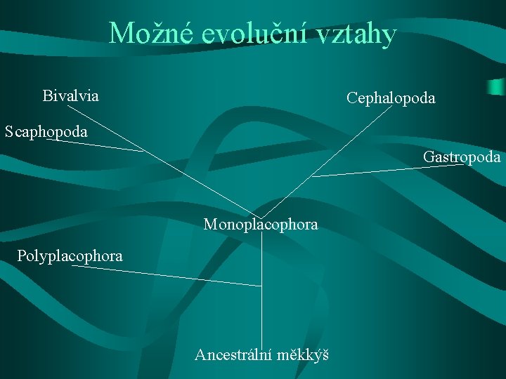 Možné evoluční vztahy Bivalvia Cephalopoda Scaphopoda Gastropoda Monoplacophora Polyplacophora Ancestrální měkkýš 