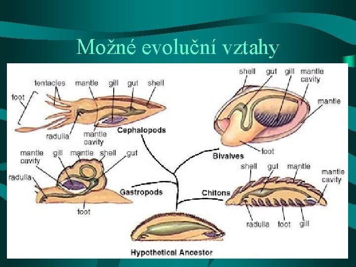 Možné evoluční vztahy 