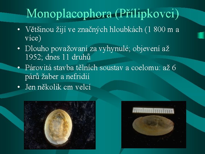 Monoplacophora (Přílipkovci) • Většinou žijí ve značných hloubkách (1 800 m a více) •