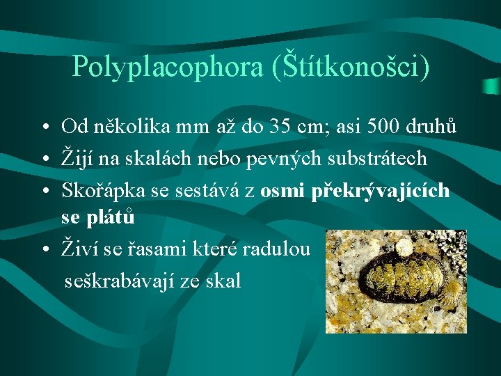 Polyplacophora (Štítkonošci) • Od několika mm až do 35 cm; asi 500 druhů •