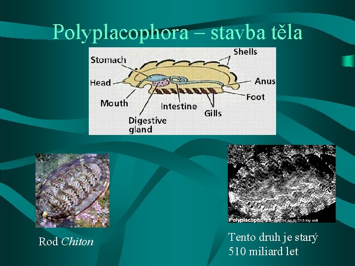 Polyplacophora – stavba těla Rod Chiton Tento druh je starý 510 miliard let 