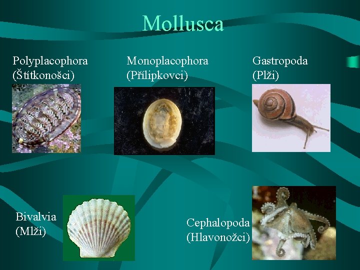 Mollusca Polyplacophora (Štítkonošci) Bivalvia (Mlži) Monoplacophora (Přílipkovci) Cephalopoda (Hlavonožci) Gastropoda (Plži) 