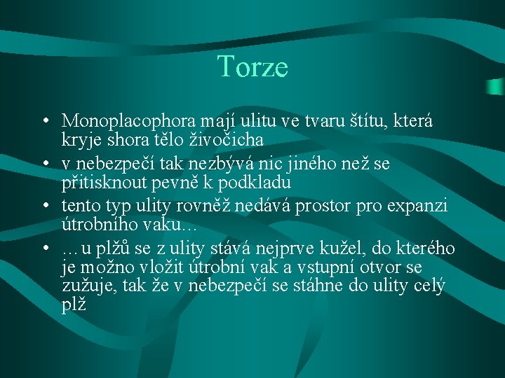 Torze • Monoplacophora mají ulitu ve tvaru štítu, která kryje shora tělo živočicha •