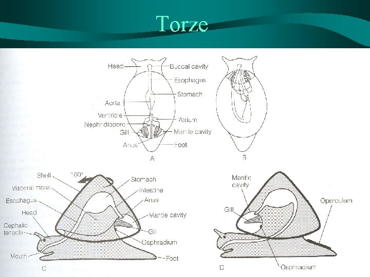 Torze 