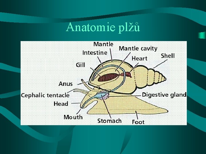 Anatomie plžů 