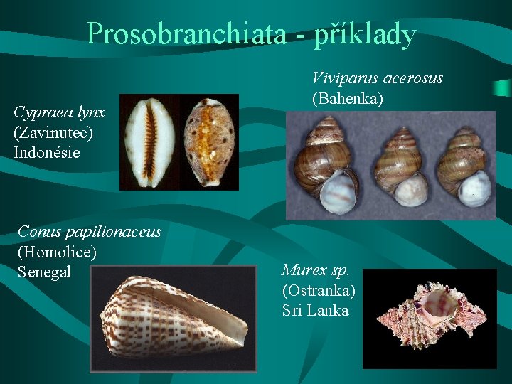 Prosobranchiata - příklady Cypraea lynx (Zavinutec) Indonésie Conus papilionaceus (Homolice) Senegal Viviparus acerosus (Bahenka)