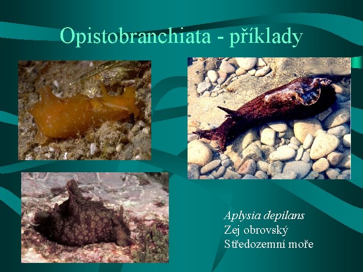 Opistobranchiata - příklady Aplysia depilans Zej obrovský Středozemní moře 