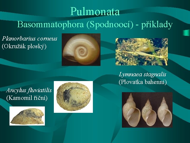 Pulmonata Basommatophora (Spodnoocí) - příklady Planorbarius corneus (Okružák ploský) Lymnaea stagnalis (Plovatka bahenní) Ancylus