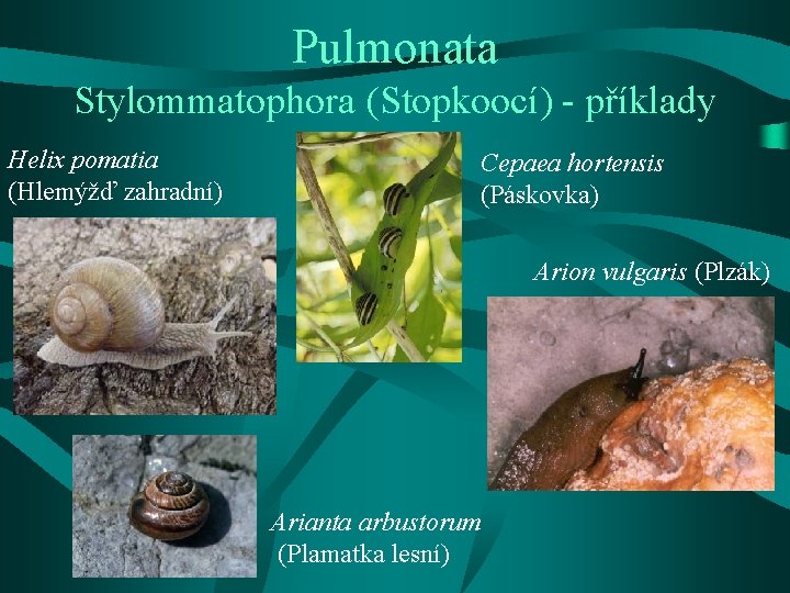 Pulmonata Stylommatophora (Stopkoocí) - příklady Helix pomatia (Hlemýžď zahradní) Cepaea hortensis (Páskovka) Arion vulgaris