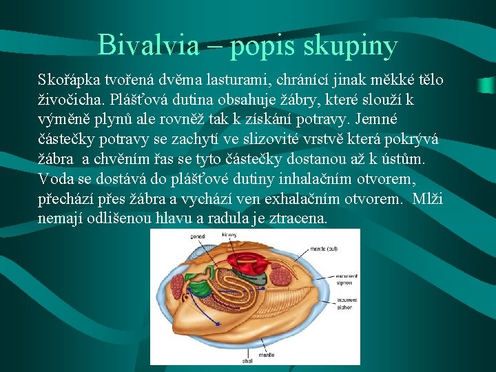 Bivalvia – popis skupiny Skořápka tvořená dvěma lasturami, chránící jinak měkké tělo živočicha. Plášťová