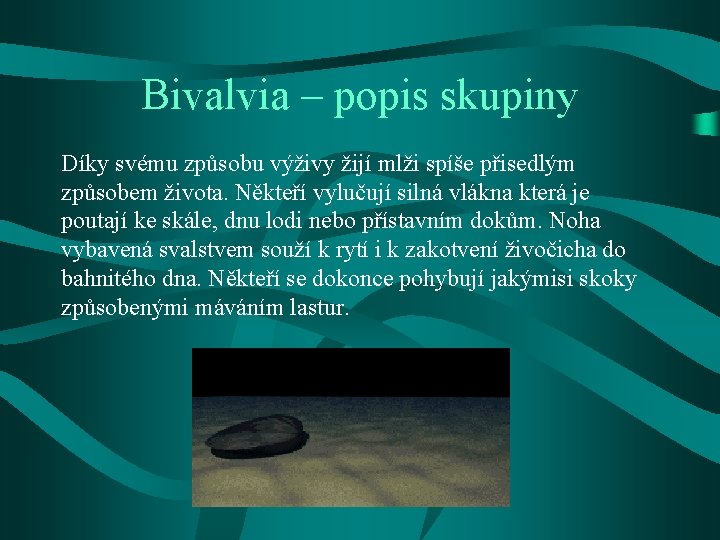 Bivalvia – popis skupiny Díky svému způsobu výživy žijí mlži spíše přisedlým způsobem života.