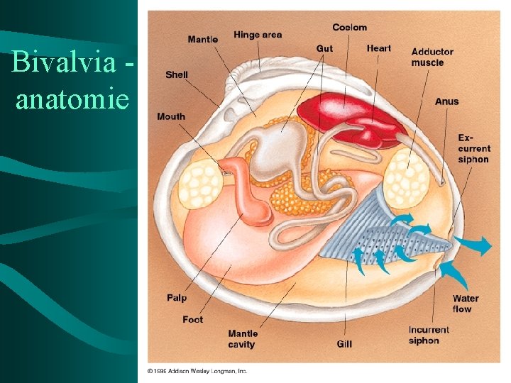 Bivalvia anatomie 