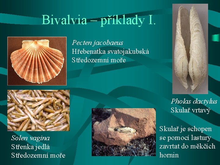 Bivalvia – příklady I. Pecten jacobaeus Hřebenatka svatojakubská Středozemní moře Pholas dactylus Skulař vrtavý