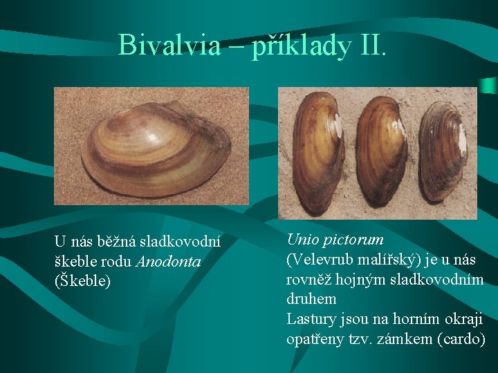 Bivalvia – příklady II. U nás běžná sladkovodní škeble rodu Anodonta (Škeble) Unio pictorum