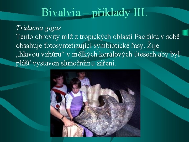 Bivalvia – příklady III. Tridacna gigas Tento obrovitý mlž z tropických oblastí Pacifiku v