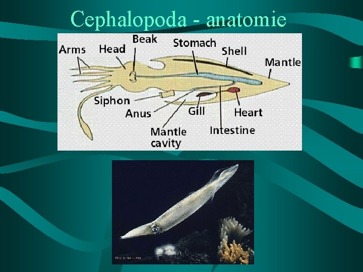 Cephalopoda - anatomie 