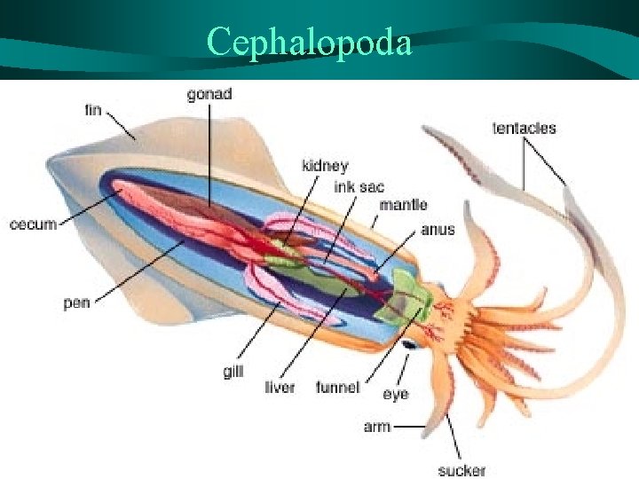 Cephalopoda 