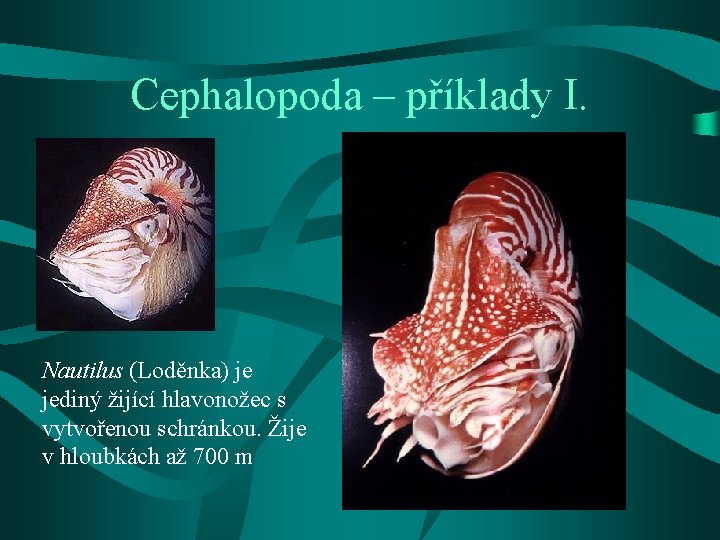 Cephalopoda – příklady I. Nautilus (Loděnka) je jediný žijící hlavonožec s vytvořenou schránkou. Žije