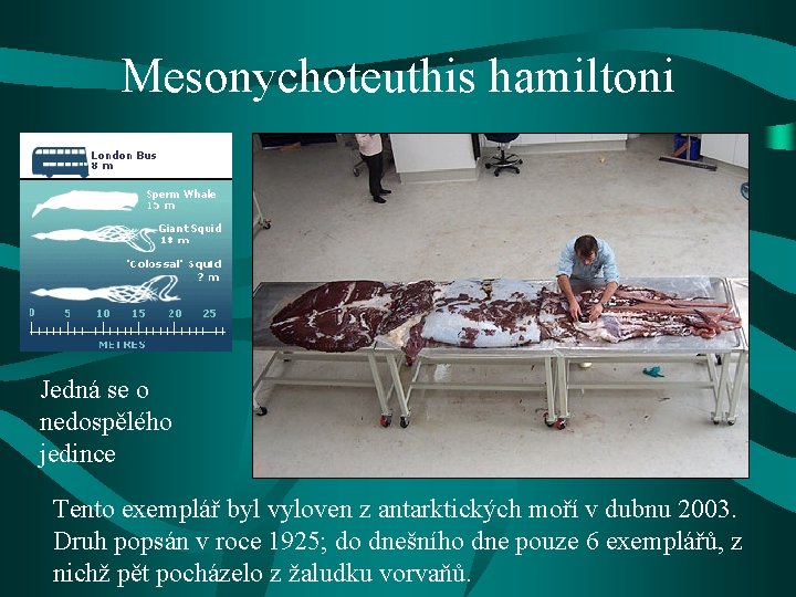 Mesonychoteuthis hamiltoni Jedná se o nedospělého jedince Tento exemplář byl vyloven z antarktických moří