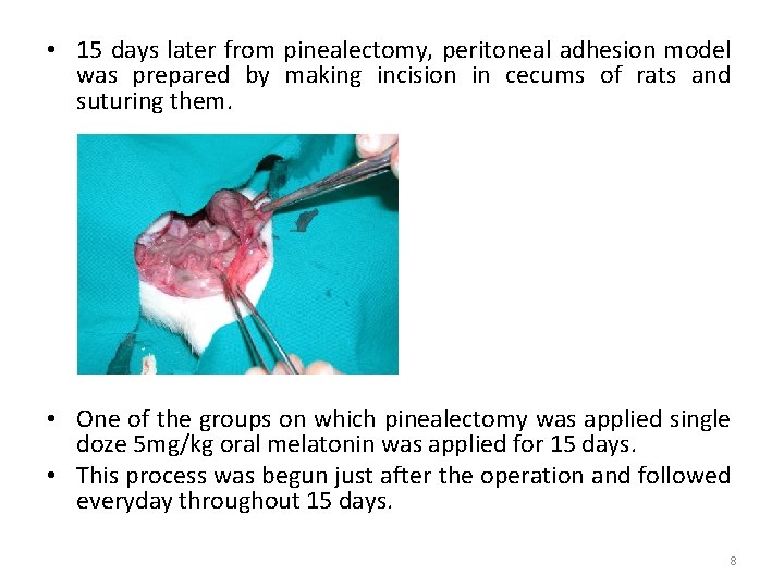  • 15 days later from pinealectomy, peritoneal adhesion model was prepared by making