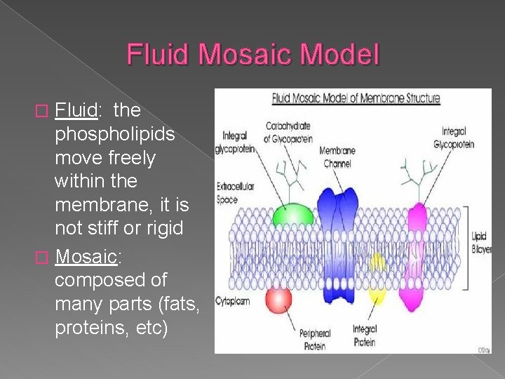 Fluid Mosaic Model Fluid: the phospholipids move freely within the membrane, it is not