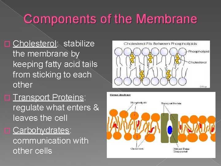 Components of the Membrane Cholesterol: stabilize the membrane by keeping fatty acid tails from