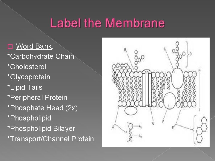 Label the Membrane Word Bank: *Carbohydrate Chain *Cholesterol *Glycoprotein *Lipid Tails *Peripheral Protein *Phosphate