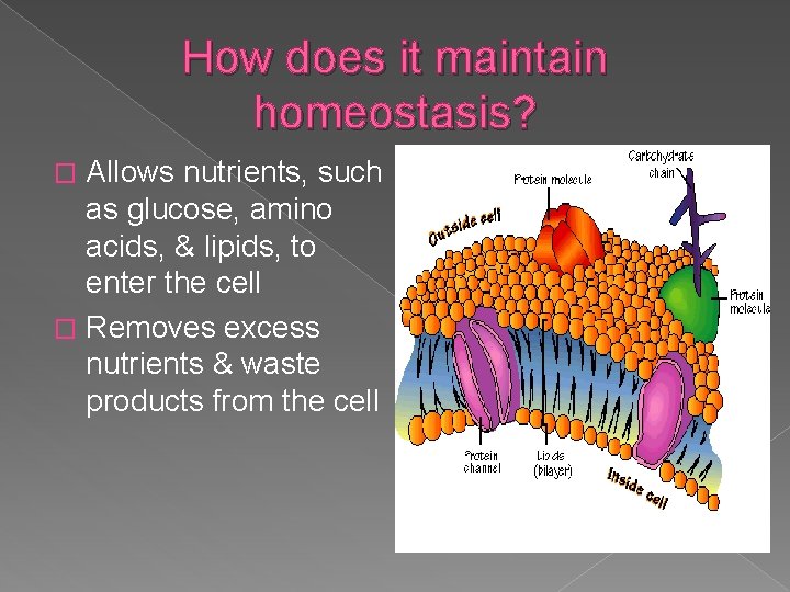 How does it maintain homeostasis? Allows nutrients, such as glucose, amino acids, & lipids,