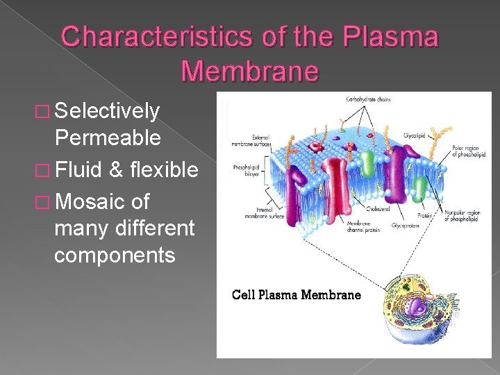 Characteristics of the Plasma Membrane � Selectively Permeable � Fluid & flexible � Mosaic