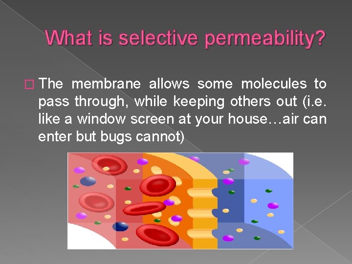 What is selective permeability? � The membrane allows some molecules to pass through, while