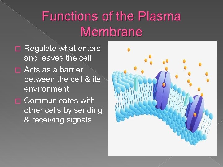 Functions of the Plasma Membrane Regulate what enters and leaves the cell � Acts