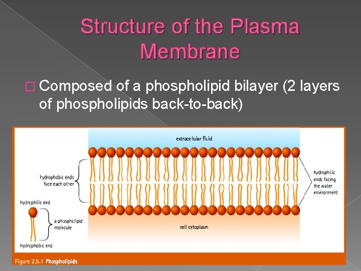 Structure of the Plasma Membrane � Composed of a phospholipid bilayer (2 layers of