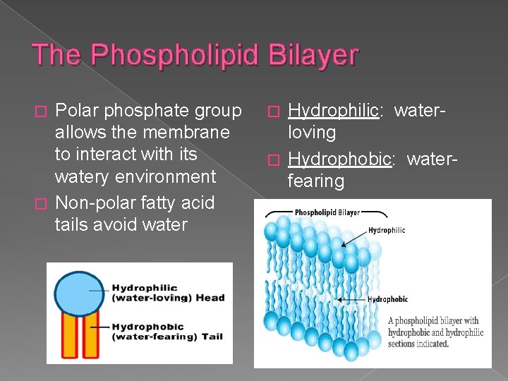 The Phospholipid Bilayer Polar phosphate group allows the membrane to interact with its watery