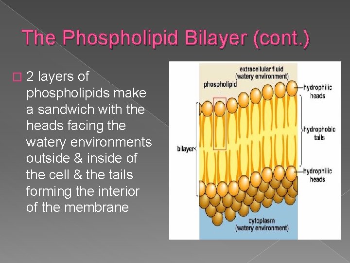 The Phospholipid Bilayer (cont. ) � 2 layers of phospholipids make a sandwich with
