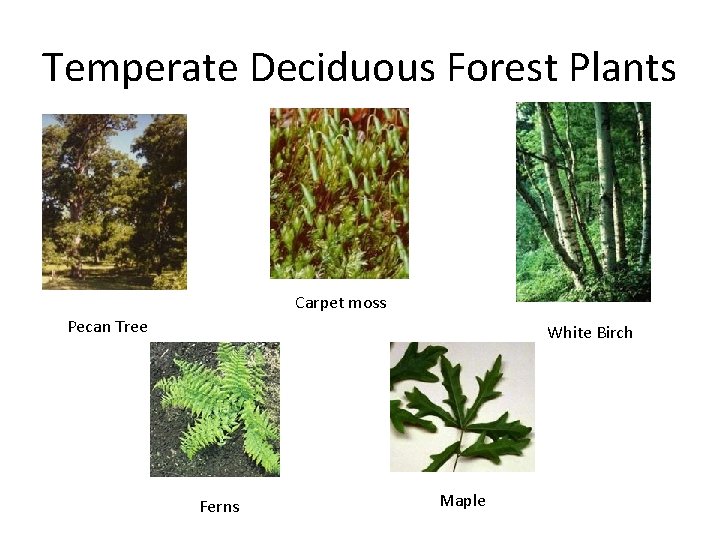Temperate Deciduous Forest Plants Carpet moss Pecan Tree White Birch Ferns Maple 