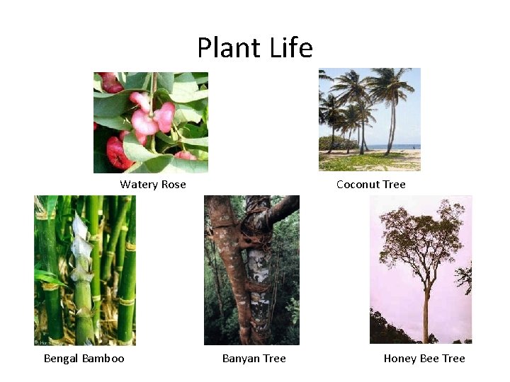Plant Life Watery Rose Bengal Bamboo Coconut Tree Banyan Tree Honey Bee Tree 