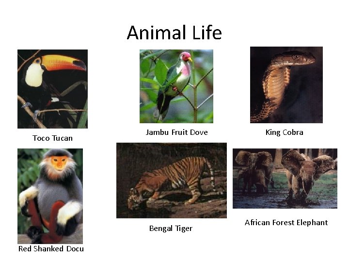 Animal Life Toco Tucan Jambu Fruit Dove Bengal Tiger Red Shanked Docu King Cobra