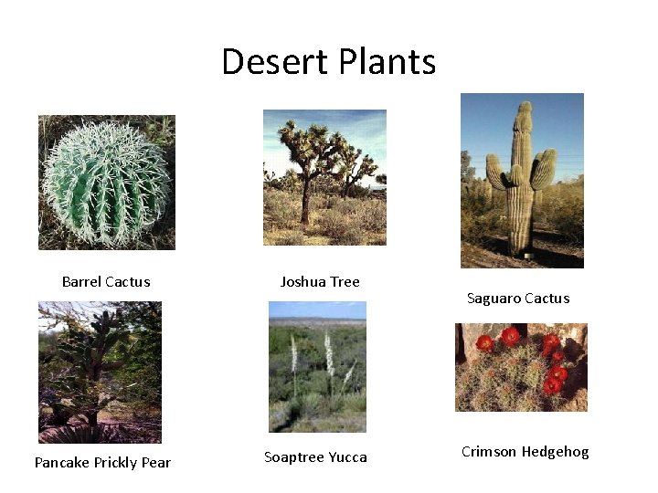 Desert Plants Barrel Cactus Joshua Tree Pancake Prickly Pear Soaptree Yucca Saguaro Cactus Crimson