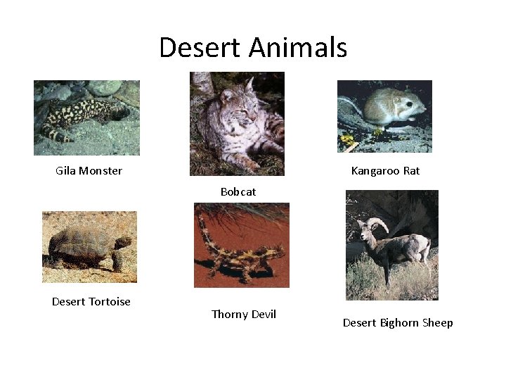 Desert Animals Gila Monster Kangaroo Rat Bobcat Desert Tortoise Thorny Devil Desert Bighorn Sheep