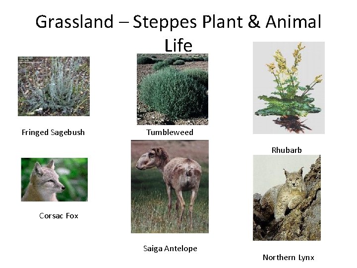 Grassland – Steppes Plant & Animal Life Fringed Sagebush Tumbleweed Rhubarb Corsac Fox Saiga