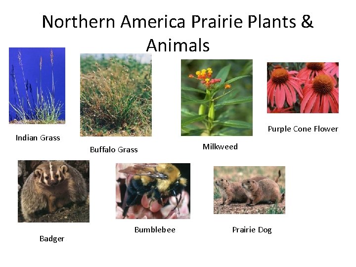 Northern America Prairie Plants & Animals Purple Cone Flower Indian Grass Buffalo Grass Badger