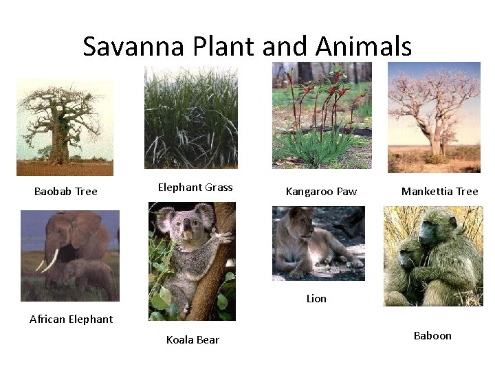 Savanna Plant and Animals Baobab Tree Elephant Grass Kangaroo Paw Mankettia Tree Lion African